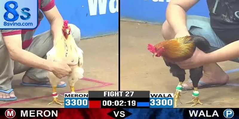 Những điều lưu ý, cần ghi nhớ khi tham gia đá gà mạng