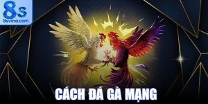 Cách Đá Gà Mạng