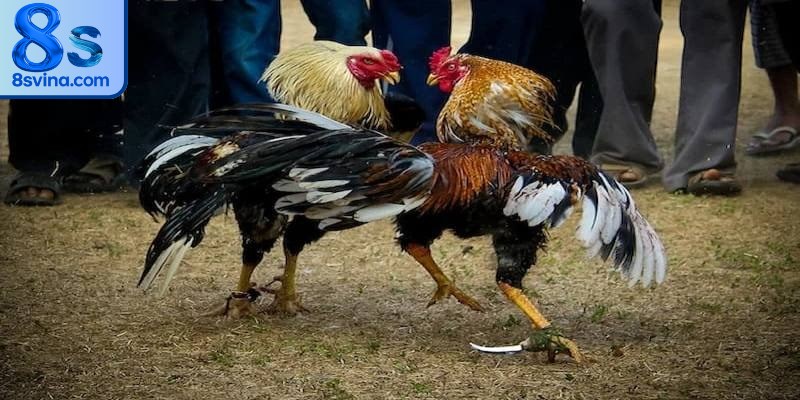 Đá gà cựa dao là khi chiến kê được gắn dao sắc vào cựa để tham gia trận đấu