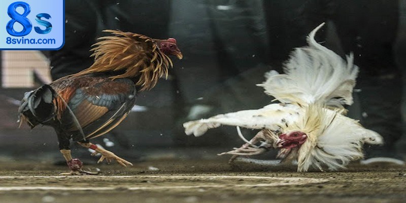 Đá gà Campuchia là một hình thức giải trí truyền thống lâu đời