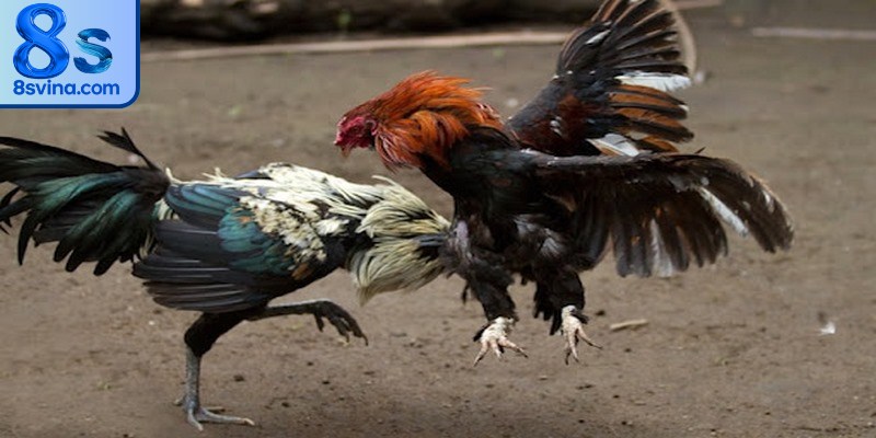 Bật mí mẹo hay giúp chơi đá gà Campuchia thắng lớn