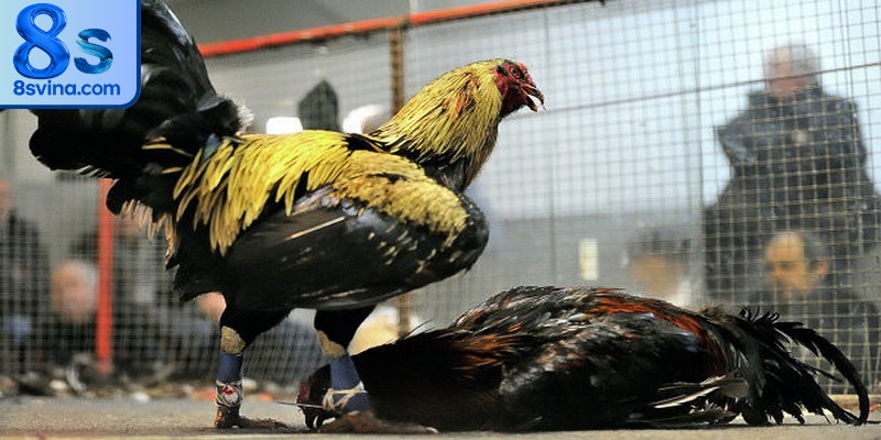 Đá gà cựa sắt là loại hình đấu độc đáo, kịch tính và thú vị