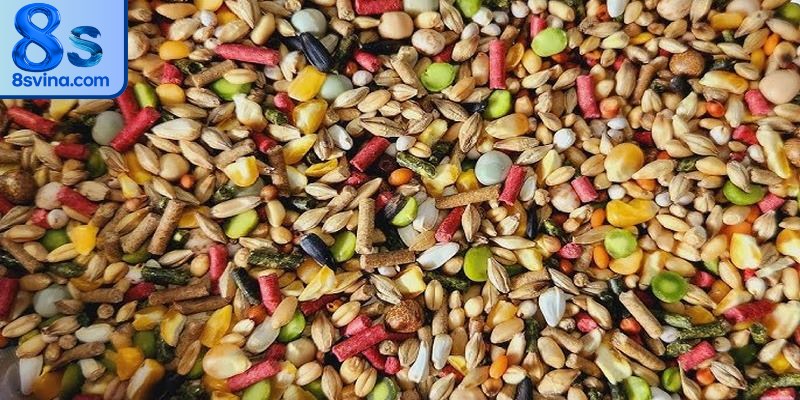 Chiến kê cần được cung cấp nguồn dinh dưỡng dồi dào